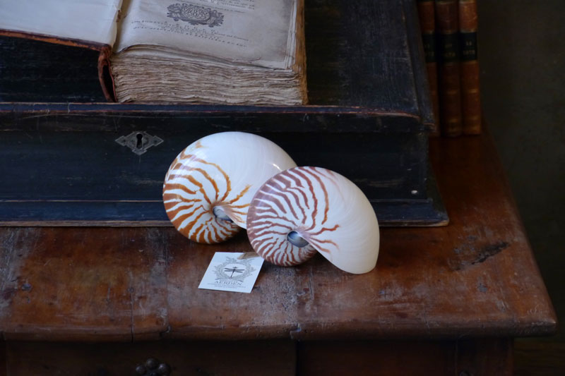 Nautilus shells