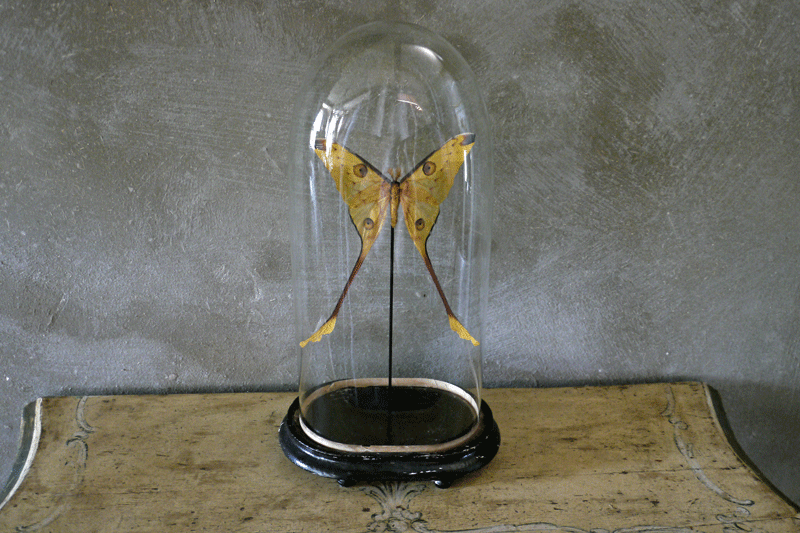 Glass Dome with Butterfly