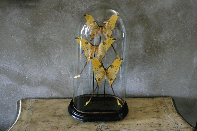 Glass Dome with Butterflies
